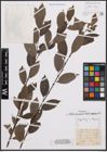 Foto von Salix cinerea L. x Salix nigricans Sm.
